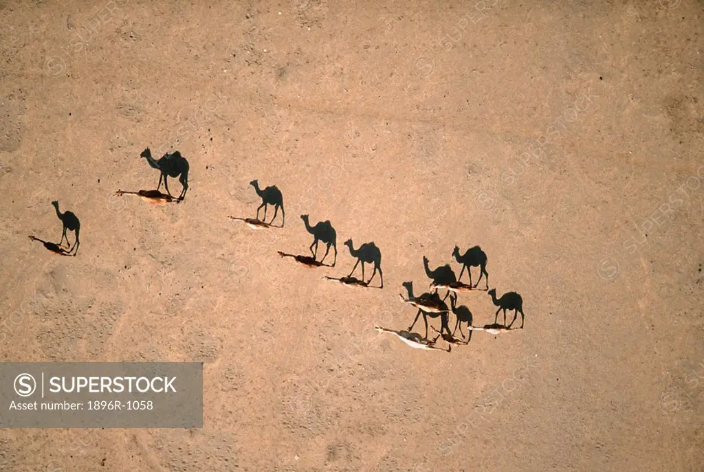 Turkana Camel Herd - Directly Above  Lake Logipi, Kenya