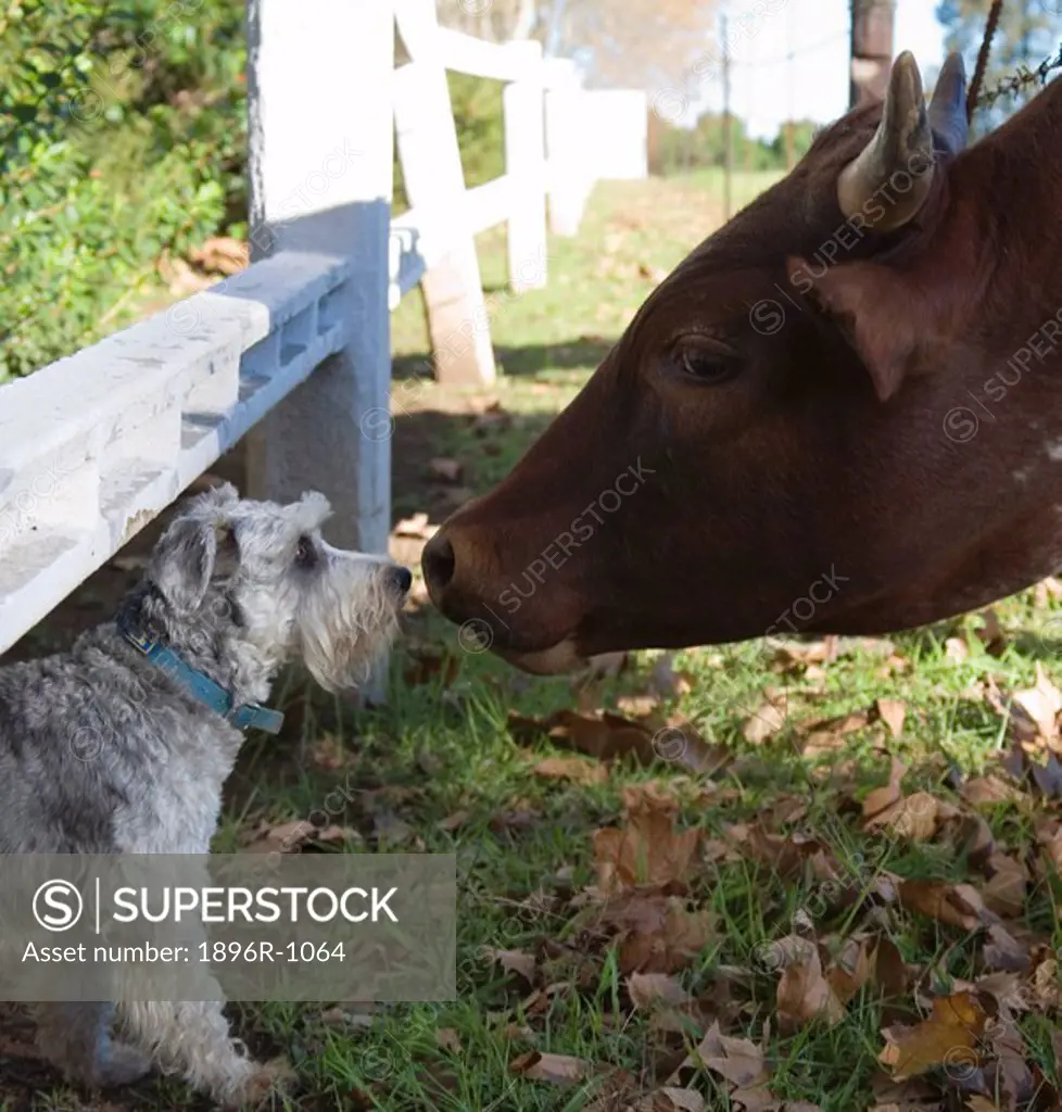 Close-Up of a Cow and a Dog Greeting  Hilton, Midlands, KwaZulu Natal Province, South Africa