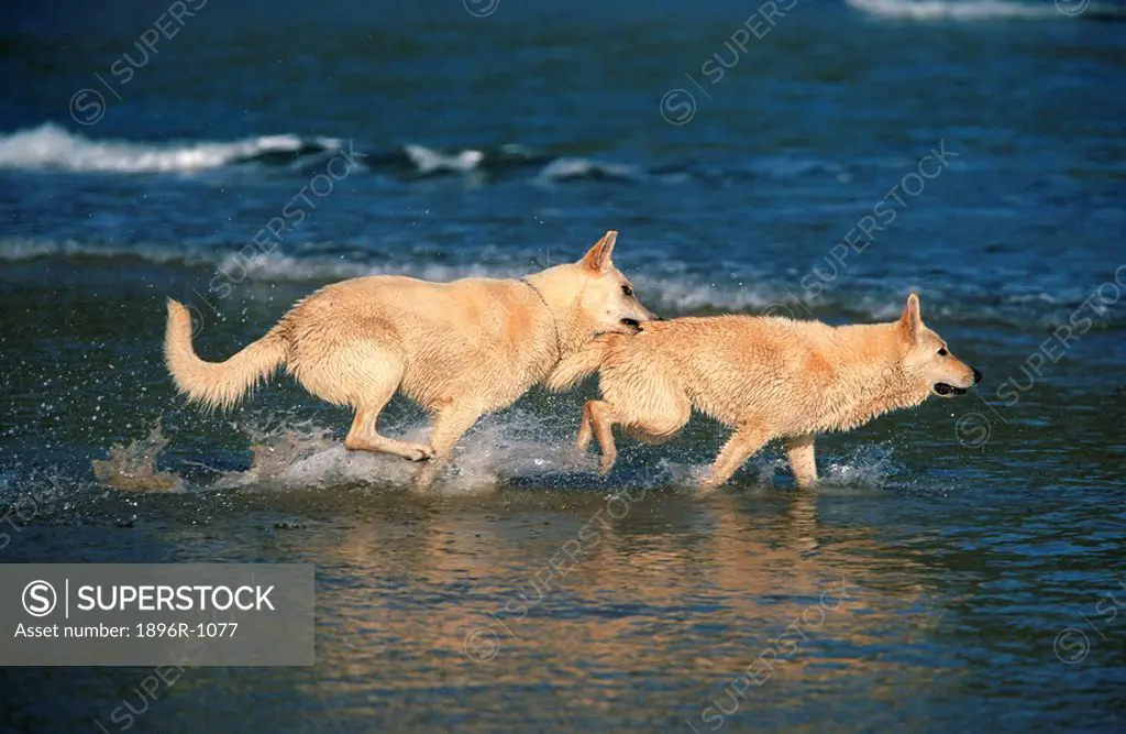 Side View of Alsatian Deutscher Schaferhund Pair Running on the Beach  Muizenberg, Cape Peninsula, Western Cape Province, South Africa