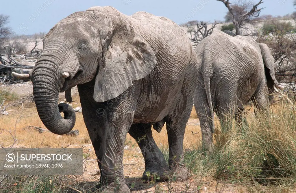 African Elephant Loxodonta africana Pair Standing Back to Back in the Bushveld  Etosha National Park, Namibia