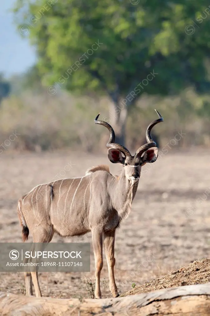 A male Kudu aware of the camera.