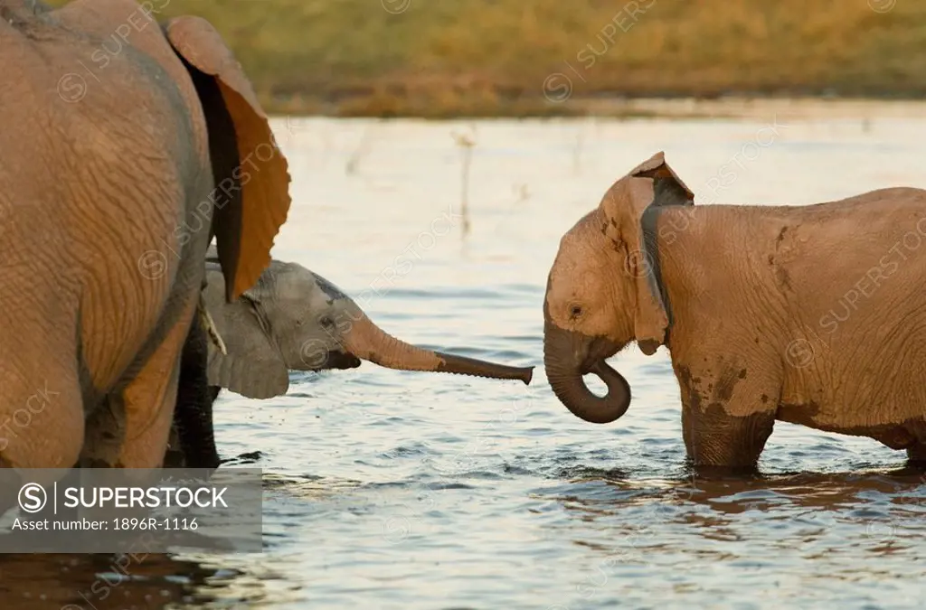 Portrait of African Elephant Loxodonta africana Calves Standing in Water and Drinking  Katavi National Park, Tanzania