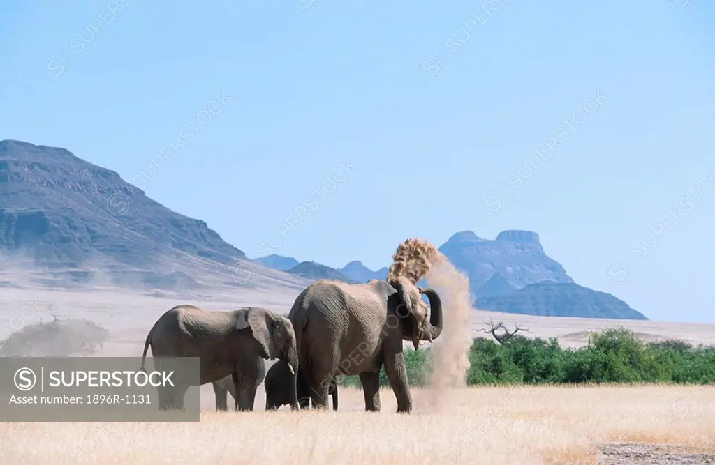 Elephant Herd - Dust Bathing  Damaraland District, Namibia, Southern Africa