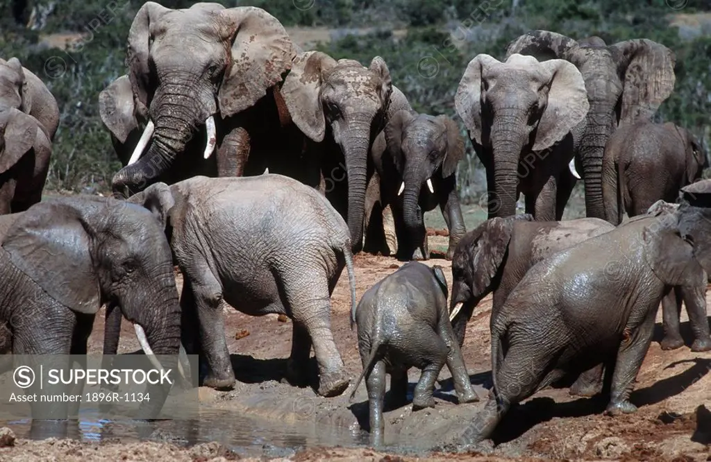 Herd of African Elephants Loxodonta africana at Waterhole  Addo Elephant National Park, Eastern Cape Province, South Africa
