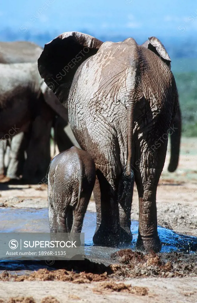 African Elephant Loxodonta africana Mother and Calf at Waterhole  Addo Elephant National Park, Eastern Cape Province, South Africa