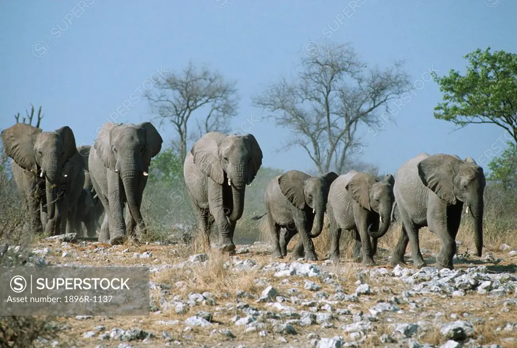 African Elephant Loxodonta africana Herd Moving Across the Rocky Bushveld  Etosha National Park, Namibia