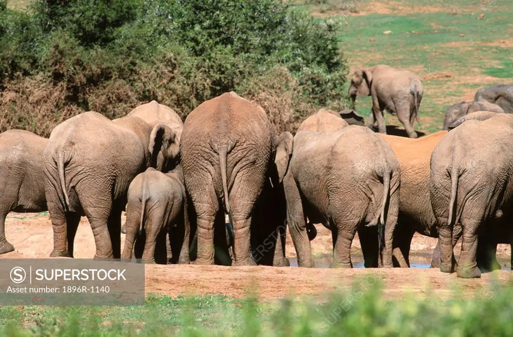 Rear View of African Elephant Loxodonta africana Herd at Waterhole  Addo Elephant National Park, Eastern Cape Province, South Africa