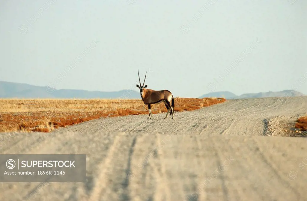 Lone Gemsbok Oryx gazella in Centre of Gravel Road  Ganab District, Namib District, Namibia, Southern Africa