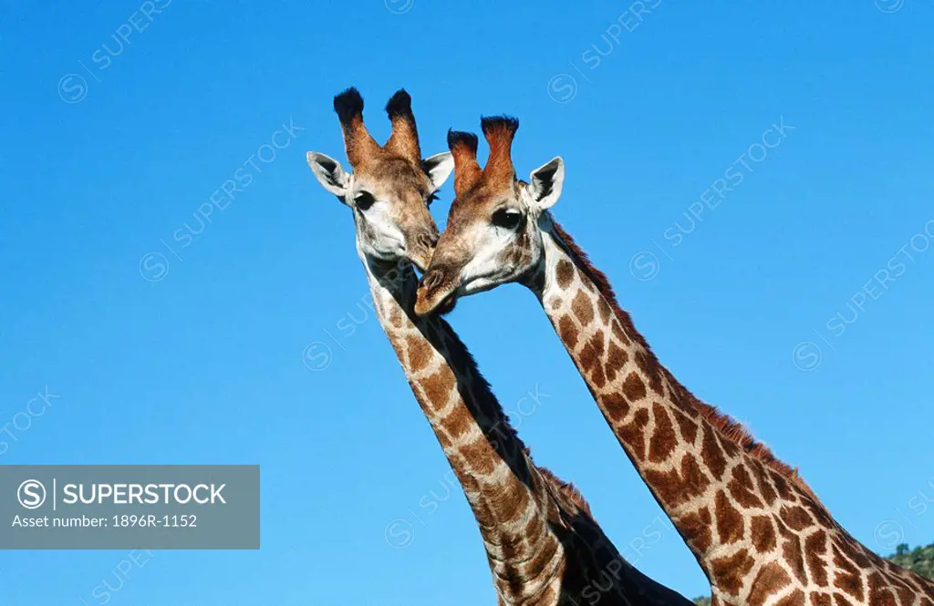 Giraffe Giraffa camelopardalis Pair Nuzzling  Mkuze Game Reserve, KwaZulu Natal Province, South Africa
