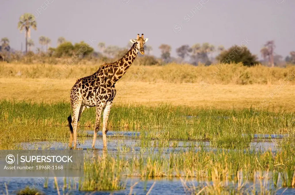 Portrait of Giraffe Giraffa camelopardalis Standing in the Delta  Masai Mara National Reserve, Kenya