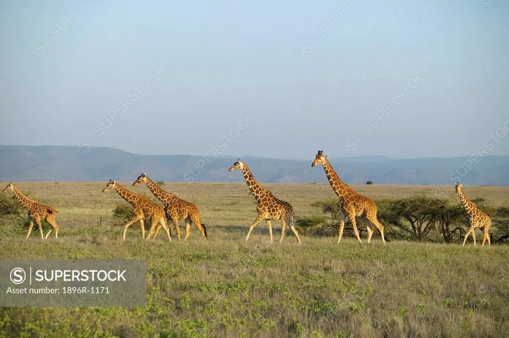 Reticulated Giraffe Giraffa camelopardalis reticulata Herd on an Open Plain  Lewa Wildlife Conservancy, Kenya