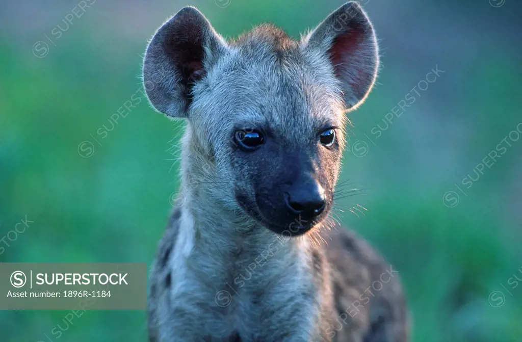 Spotted Hyena Crocuta crocuta Close-up Portrait  Mala Mala Private Reserve, Mpumalanga Province, South Africa