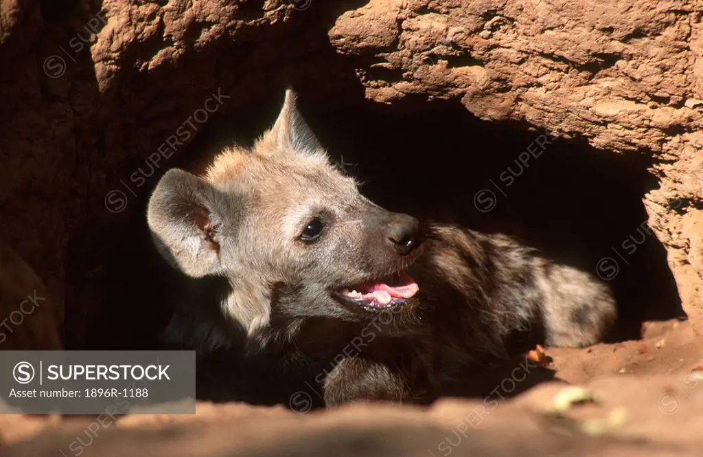 Spotted Hyena Crocuta crocuta Pup Peering Out of Den  Kruger National Park, Mpumalanga Province, South Africa