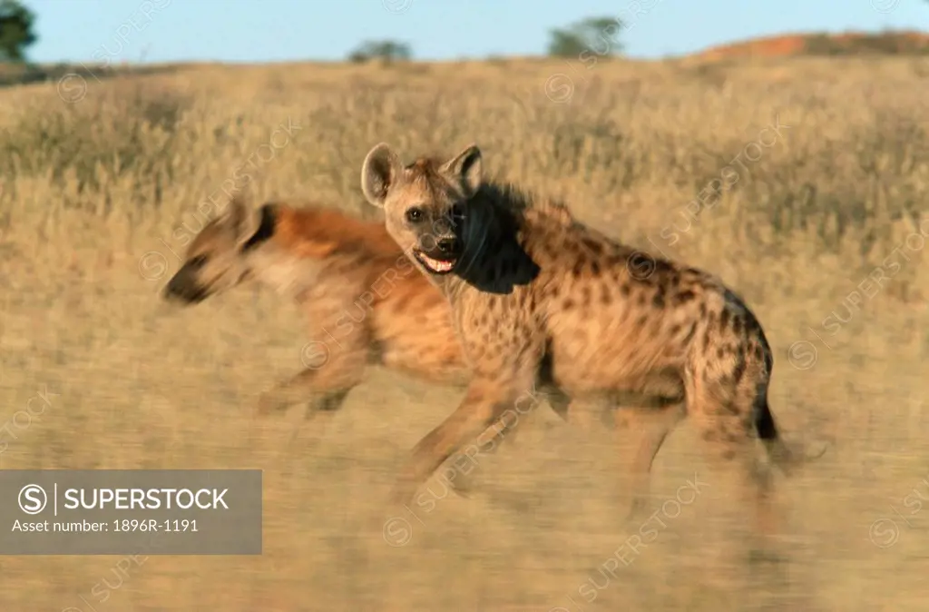 Spotted Hyena Crocuta crocuta Pair Running Through the Bushveld  Kgalagadi Transfrontier Park, Northern Cape Province, South Africa