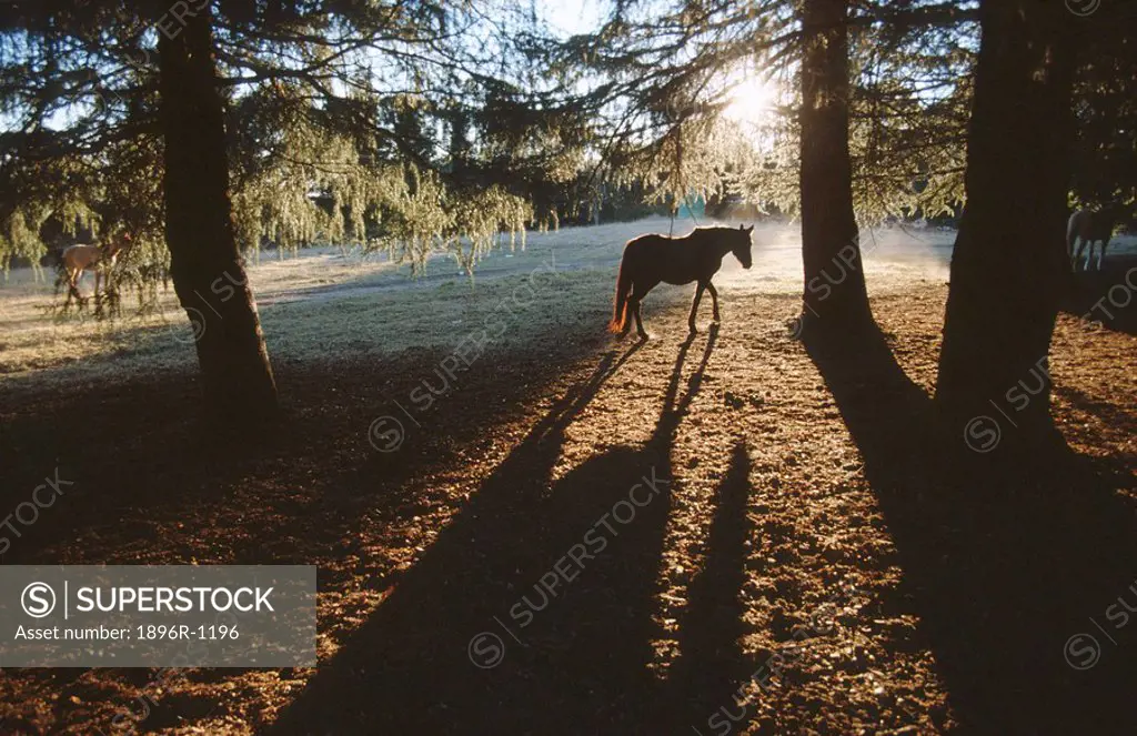 Silhouette of a Horse at Sunrise  Monk´s Cowl, Drakensberg Mountains, KwaZulu Natal Province, South Africa