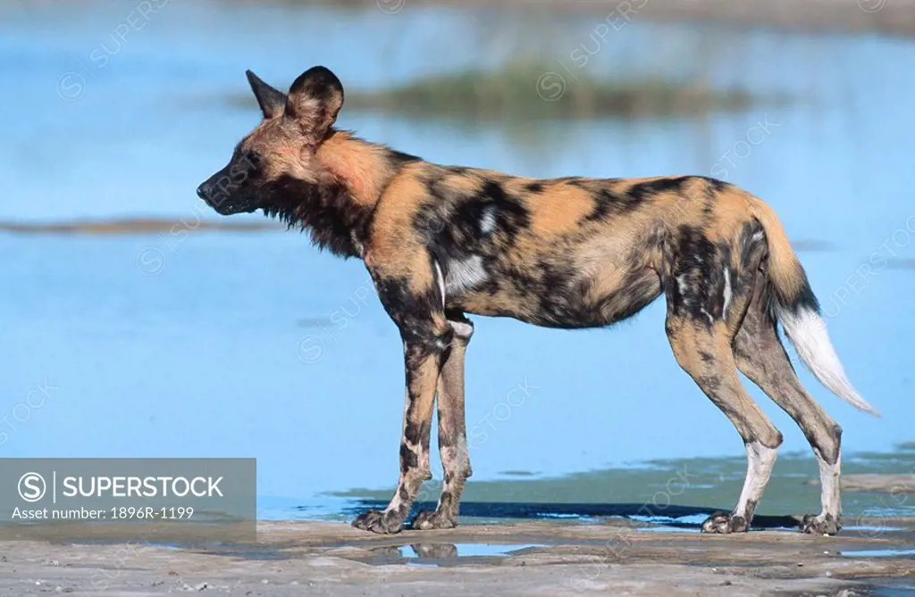 Wild Dog at Waters Edge  Okavango Delta, Botswana, Southern Africa