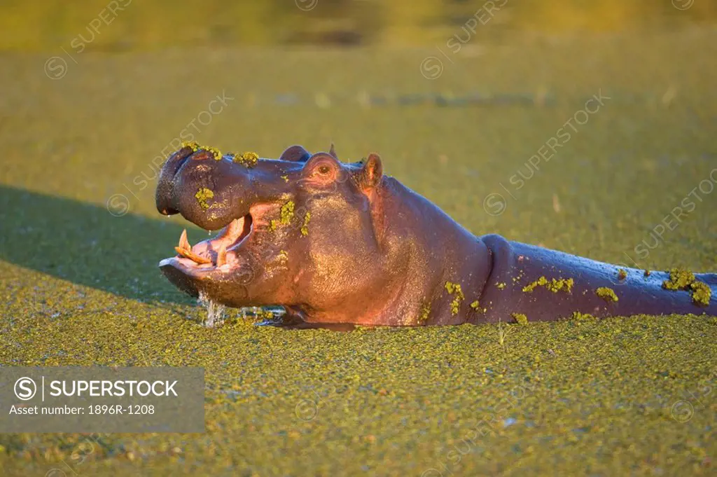 Hippopotamus Hippopotamus amphibius Yawning in Water  Moremi Wildlife Reserve, Okavango Delta, Botswana