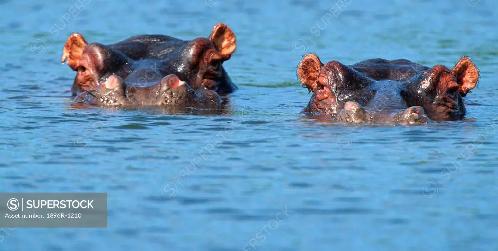 Hippopotamus Hippopotamus amphibius Pair Peering from the Water  Tala Private Reserve, Midland, KwaZulu Natal Province, South Africa