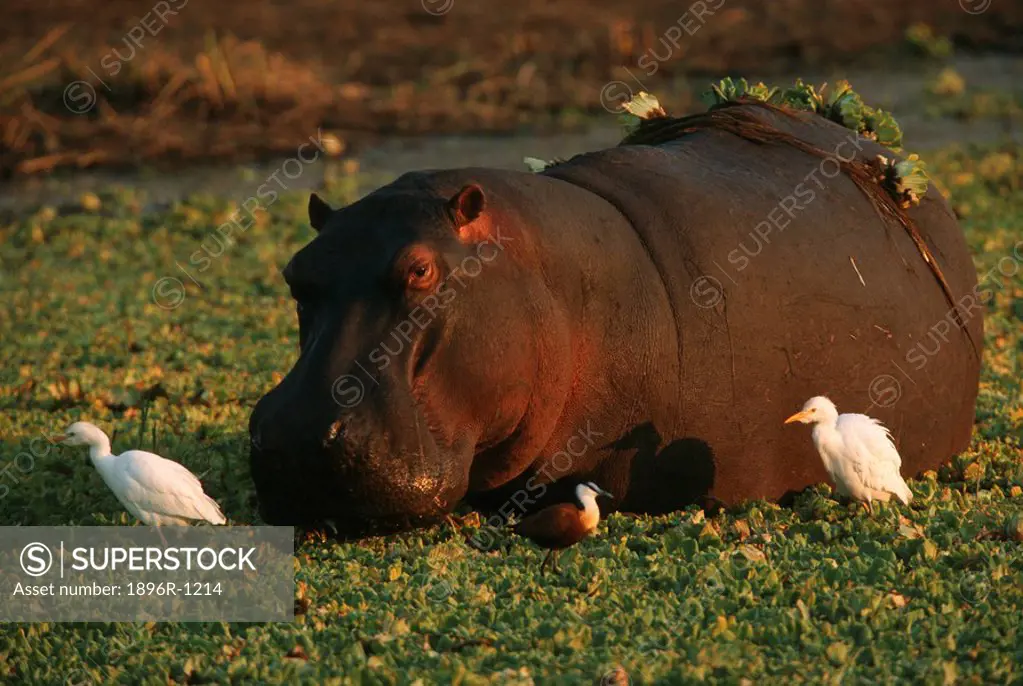 Hippopotamus Hippopotamus amphibius and Cattle Egret Bubulcus ibis Surrounded by Water Hyacinth  Sabi Sands Private Reserve, Mpumalanga Province, Sout...