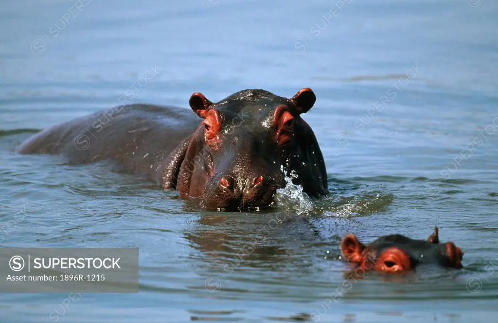 Two Hippopotami Hippopotamus amphibius Wallowing in the Water  Kosi Bay, Kwa-Zulu Natal Province, South Africa