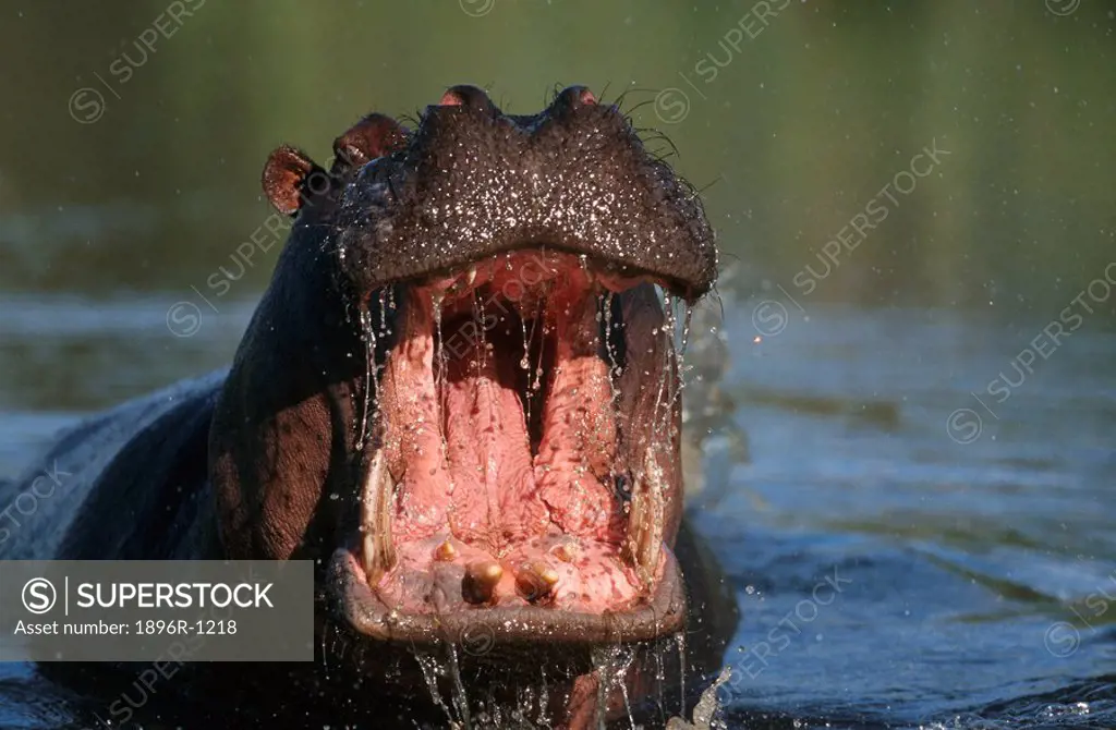 Portrait of a Hippopotamus Hippopotamus amphibius Bull Charging in the Water  Khwai River, Moremi Wildlife Reserve, Botswana