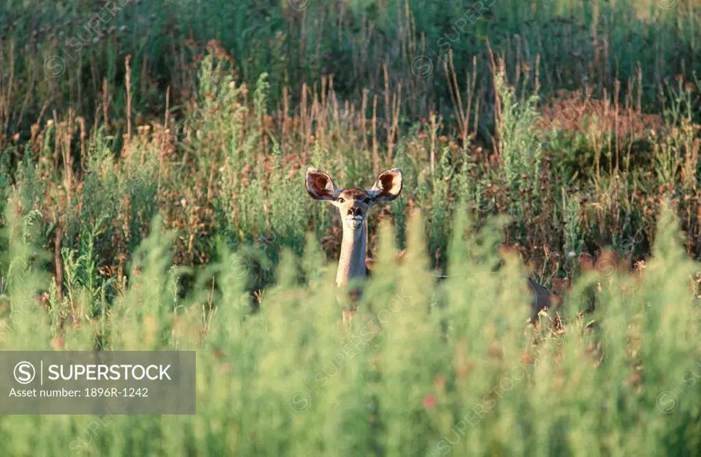 Kudu Tragelaphus strepsiceros Over Foiliage  Midlands, Kwazulu Natal Province, South Africa