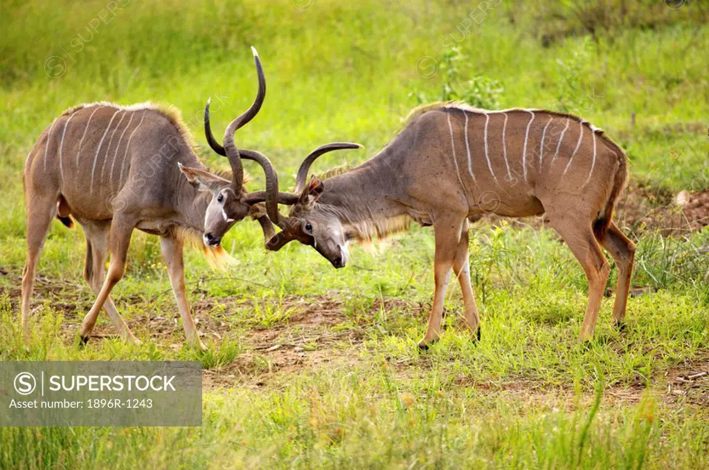 Two Kudu Tragelaphus Locking Horns  Mkuze Game Reserve, KwaZulu Natal Province, South Africa