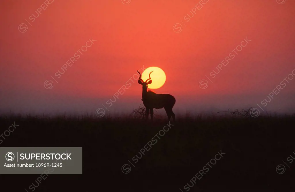 Kudu Bull Tragelaphus strepsiceros silhouetted on horizon at dusk. Etosha National Park, Namibia.