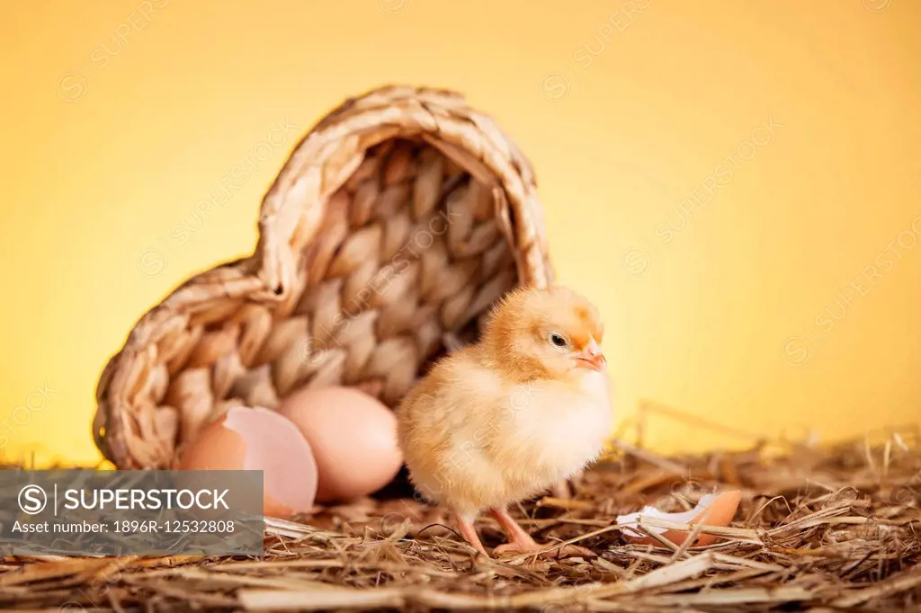 Fluffy small chicken in nest. Debica, Poland