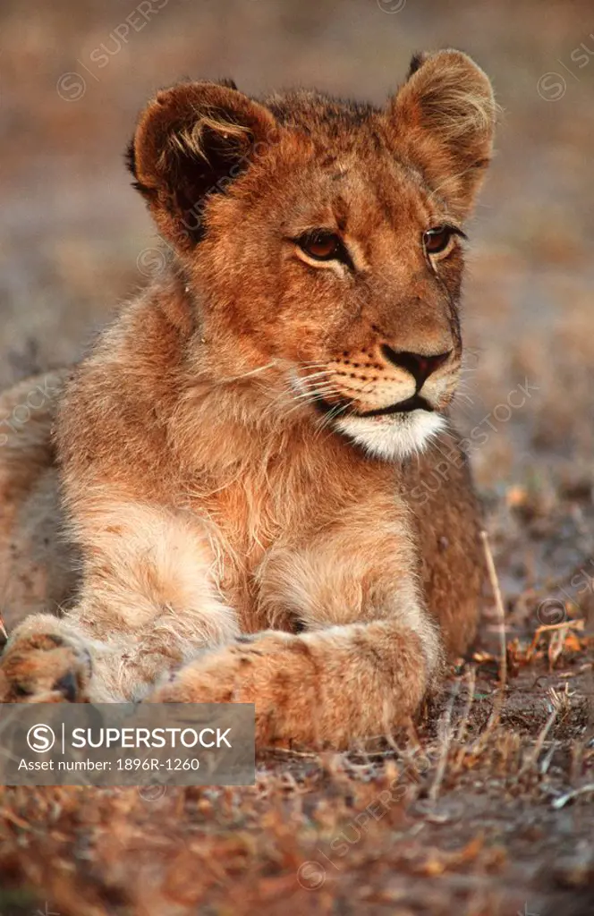 Portrait of a Lion Cub Panthera leo Lying in the Bushveld  Mala Mala Private Reserve, Mpumalanga Province, South Africa