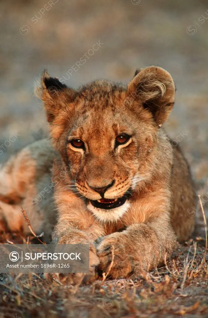 Portrait of a Lion Cub Panthera leo Lying in the Bushveld  Mala Mala Private Reserve, Mpumalanga Province, South Africa