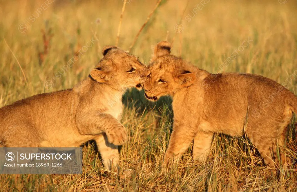 Lion Cubs Panthera leo Playing in the Bushveld  Khwai River, Moremi Wildlife Reserve, Botswana