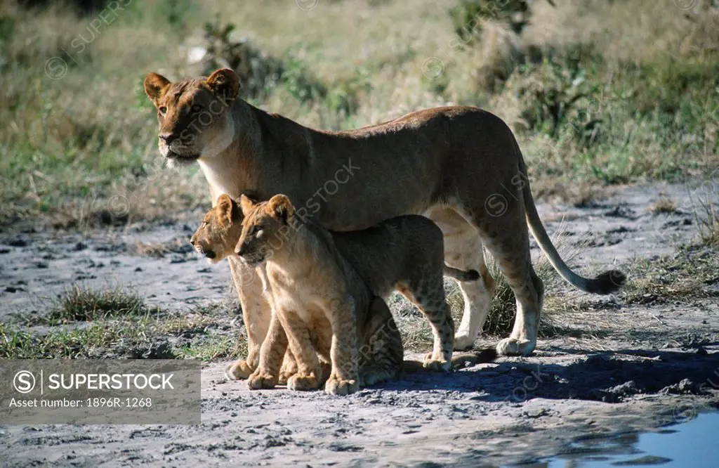 Lioness Panthera leo and Cubs on Bush Plain  Savuti, Chobe National Park, Botswana