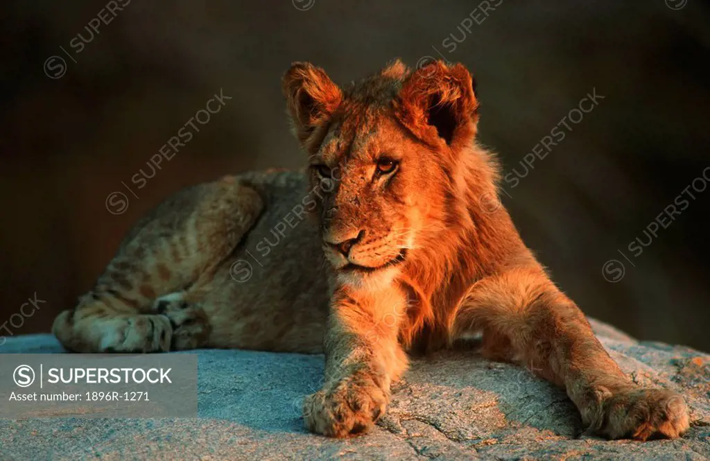 Juvenile Male Lion Panthera leo Lying on a Rock  Mala Mala Private Reserve, Mpumalanga Province, South Africa