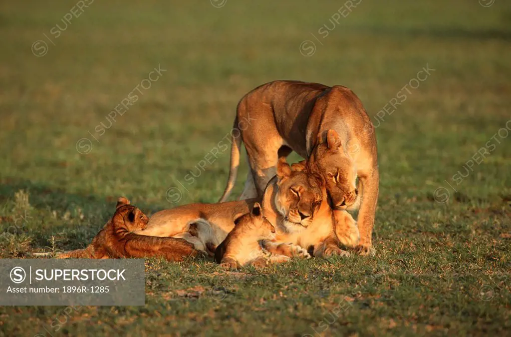 Lioness Panthera leo Pair and Cubs on Bushveld Plain  Duba Plains, Okavango Delta, Botswana