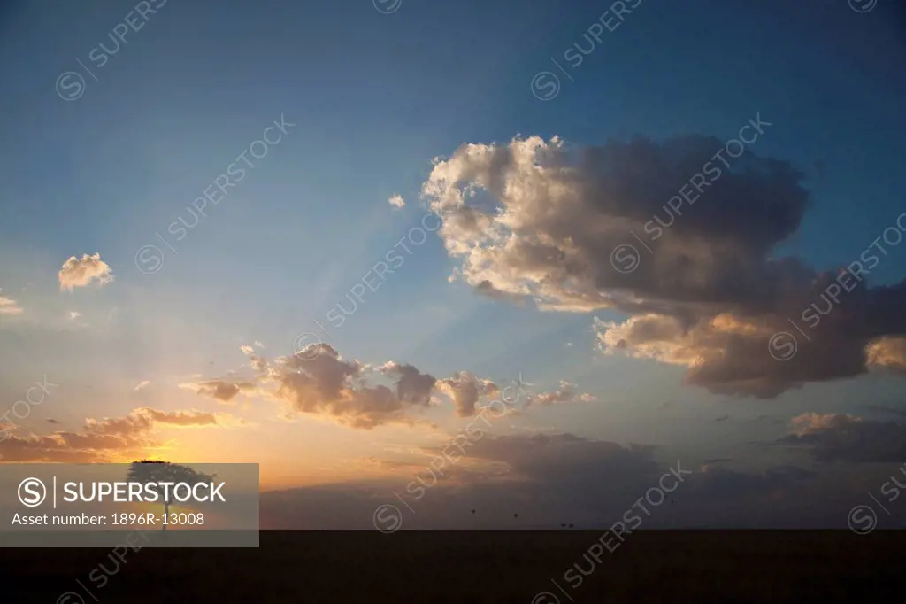 Silhouette of tree on plain, Masai Mara National Reserve, Kenya