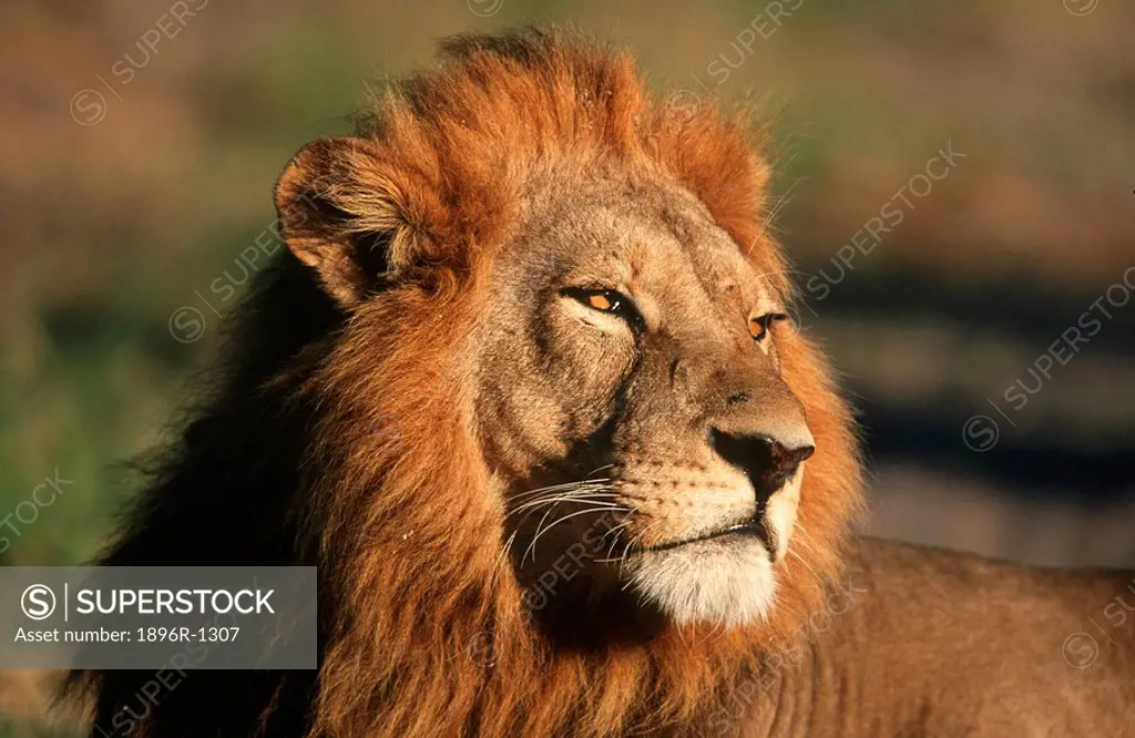 Close-up Portrait of a Male Lion Panthera leo  Mala Mala Reserve, Mpumalanga Province, South Africa
