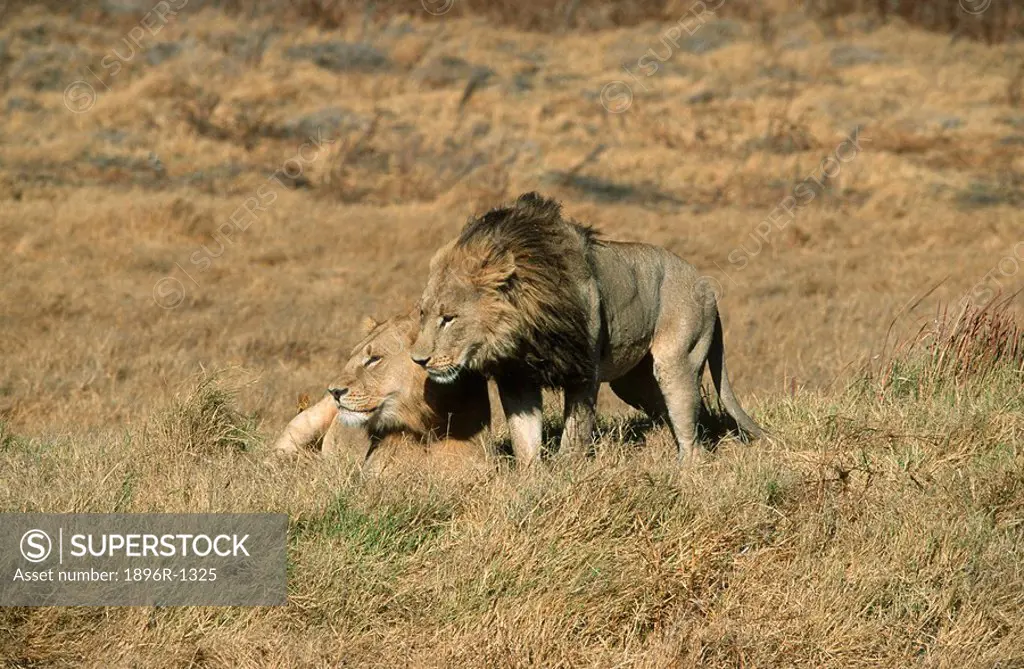 Lion Panthera leo Pair on Bushveld Plain  Duba Plains, Okavango Delta, Botswana