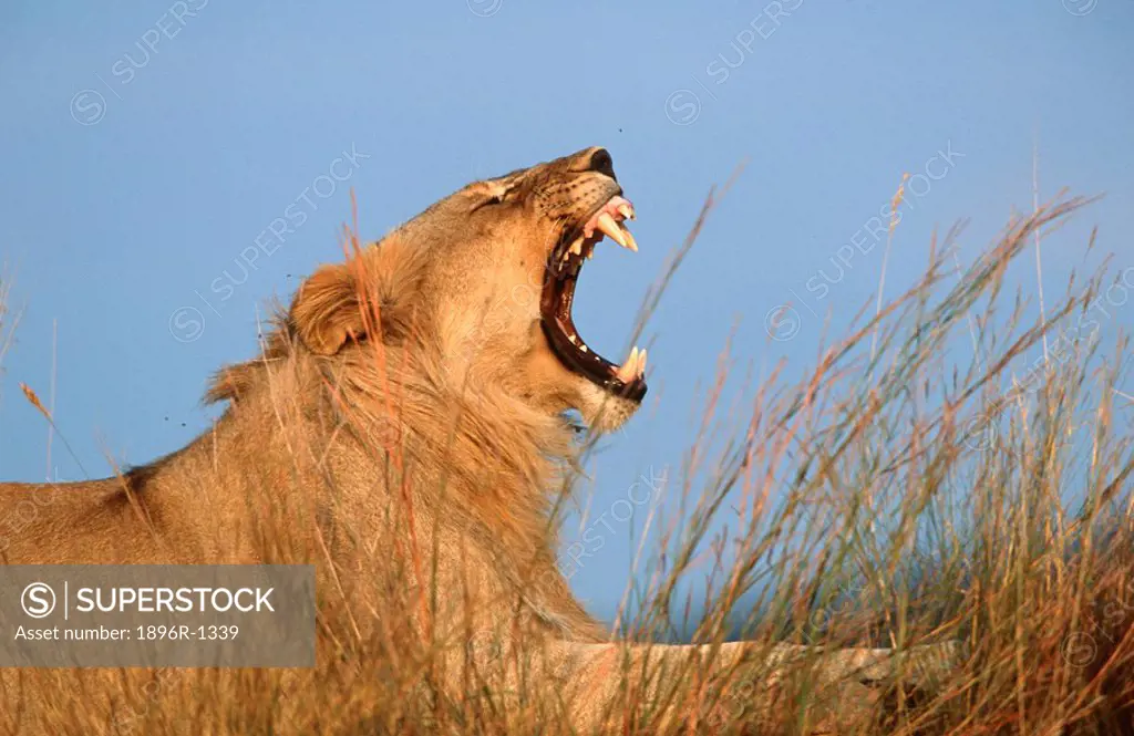 Adolescent Lion Panthera leo Lying in the Bushveld Yawning  Mala Mala Reserve, Mpumalanga Province, South Africa