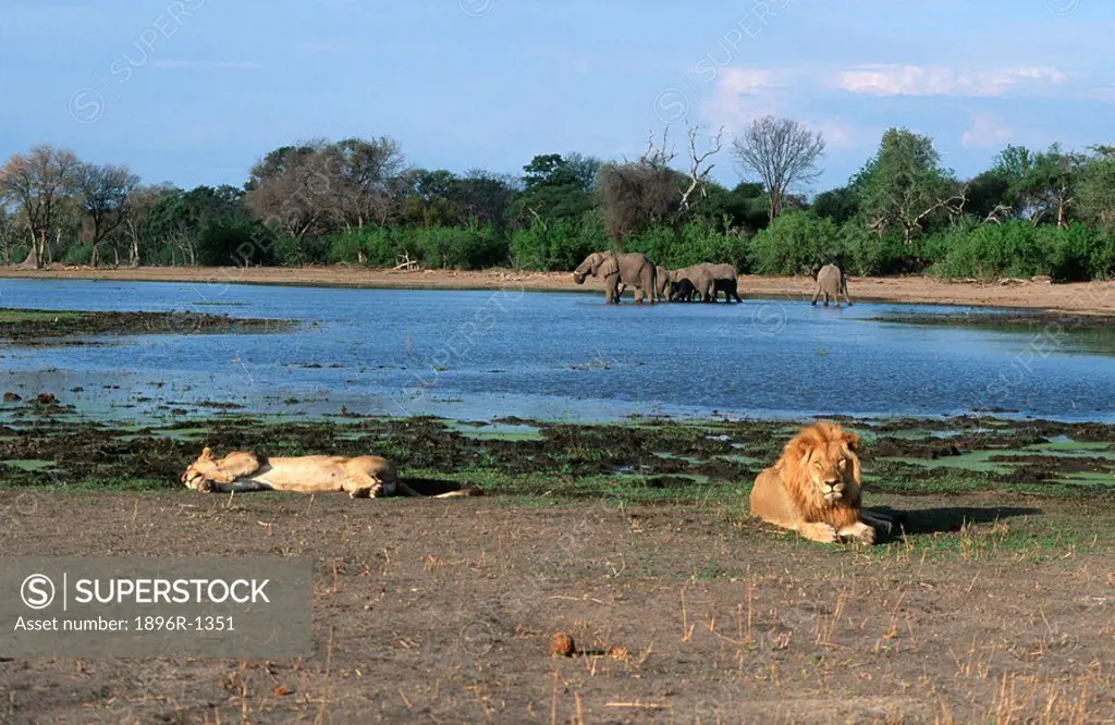 Lion Panthera leo Pair Lying Down with African Elephant Loxodonta africana Herd at the Waterhole in the Background  Moremi Wildlife Reserve, Botswana