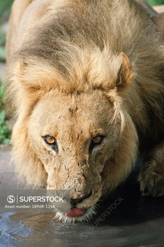 Portrait of a Male Lion Panthera leo Drinking Water  Savuti, Chobe National Park, Botswana