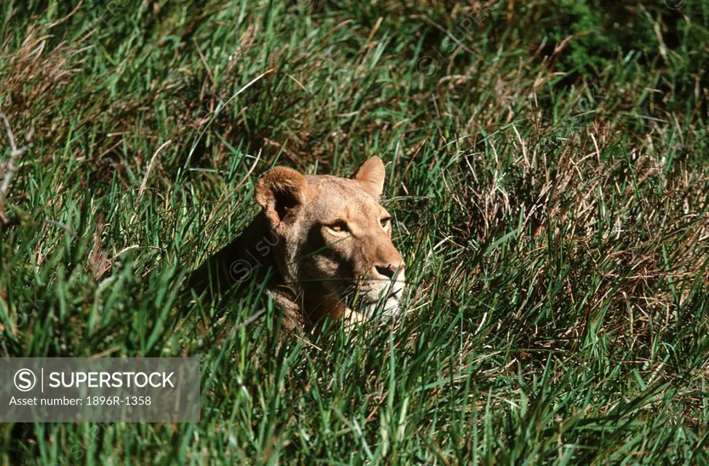 Lioness Panthera leo Lying in the Green Grass  Seaview Game and Lion Park, Eastern Cape Province, South Africa
