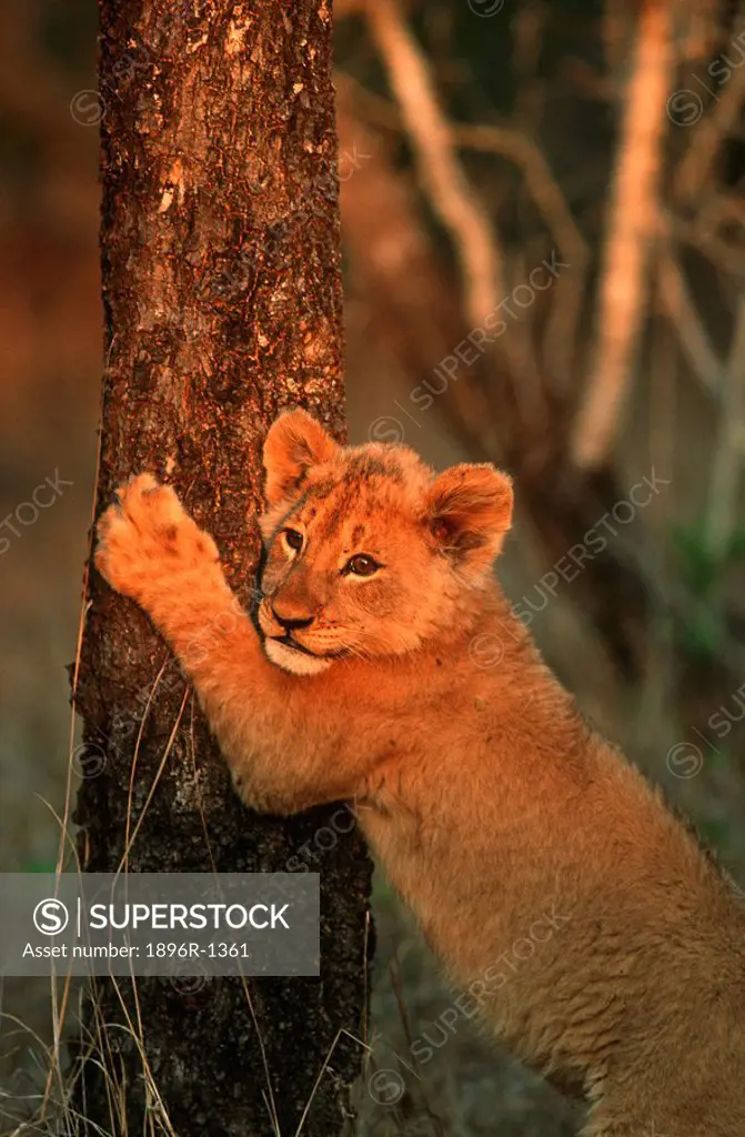 Portrait of a Lion Cub Panthera leo Standing Up Against a Tree and Sharpening its Nails  Phinda Resource Reserve, Kwa-Zulu Natal Province, South Afric...