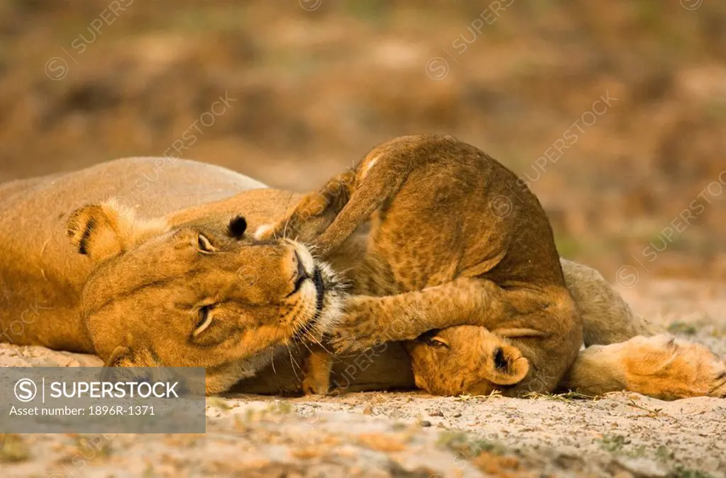 Portrait of Lion Panthera leo Cub Playing with Lioness  Katavi National Park, Tanzania