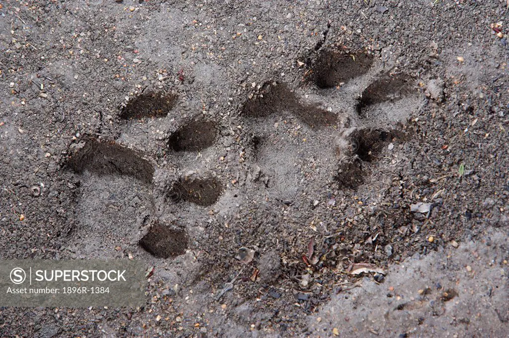 Leopard Panthera pardus Spoor Footprints in the Mud  Sabi Sands Conservancy, Mpumalanga Province, South Africa