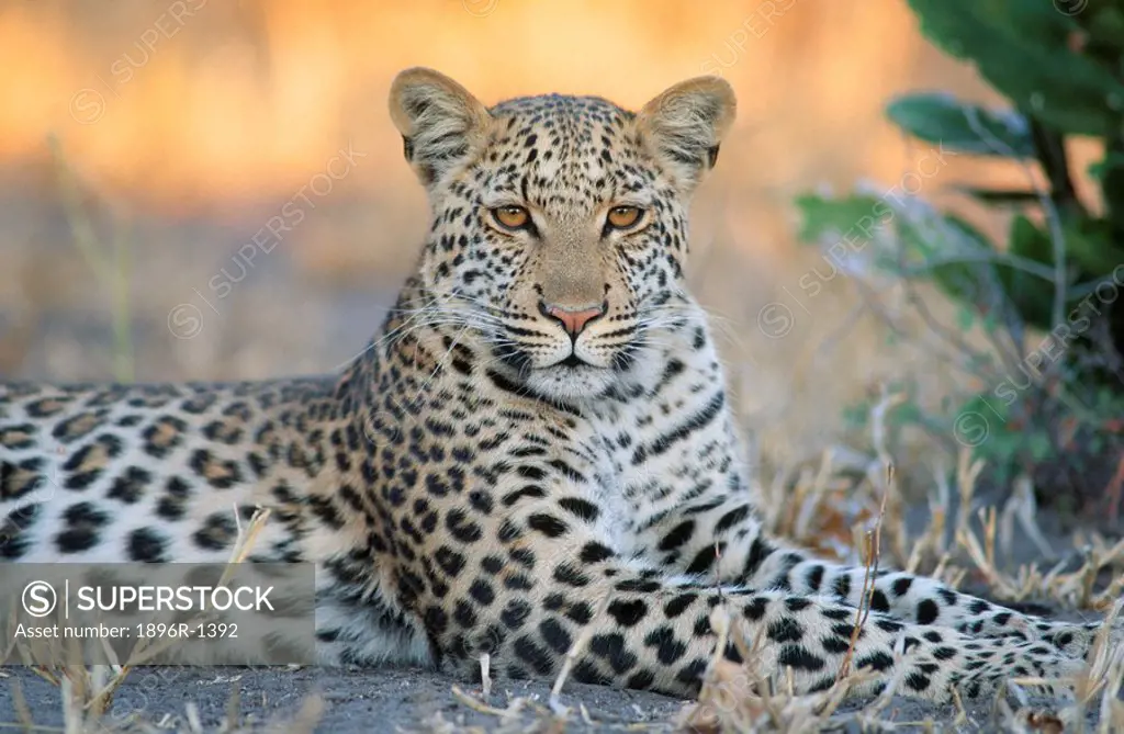 Portrait of a Leopard Panthera pardus Lying Down in the Bushveld  Savuti, Chobe National Park, Botswana