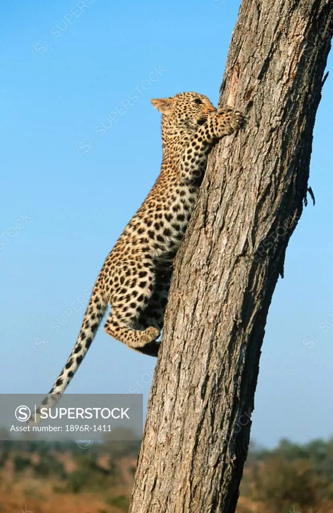 Leopard Panthera pardus Cub Climbing a Tree  Ngala Private Reserve, Timbavati Conservancy, Limpopo Province, South Africa