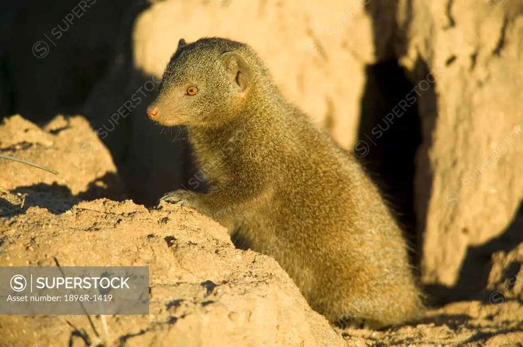 Dwarf Mongoose Helogale Parvula on the Lookout  Sabi Sands Conservancy, Mpumalanga Province, South Africa