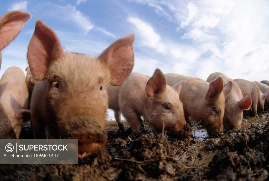 Row of Free Range Piglets with Their Snouts in the Mud  England, United Kingdom