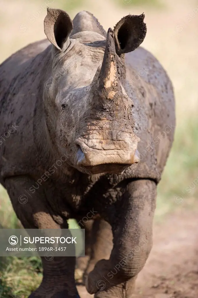 White Rhinoceros Ceratotherium sim on the Move  Hluhluwe Umfolozi Park, Kwa-Zulu Natal Province, South Africa